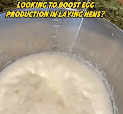Cercando di aumentare la produzione di uova nelle galline?